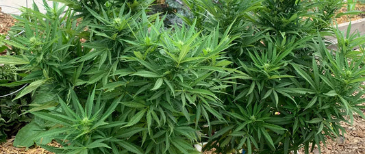 5 Tips for Growing Cannabis at Home: A Beginner's Guide