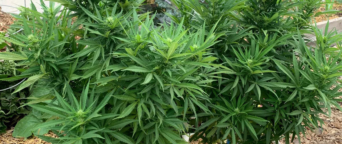 5 Tips for Growing Cannabis at Home: A Beginner's Guide